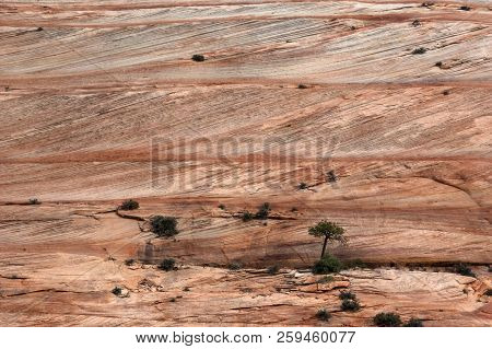 Navajo Sandstone Layers And Cross Beds, Zion National Park, Utah