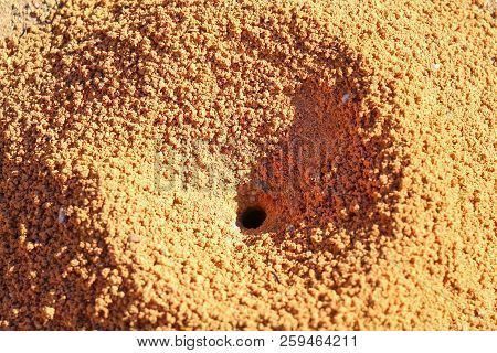 Texture Of A Small Formicary Empty Under The Sun.