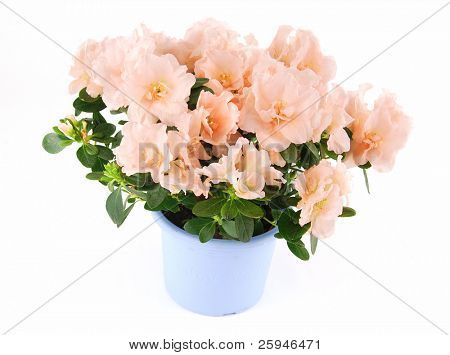 Beautiful azalea flower in a pot on a white background