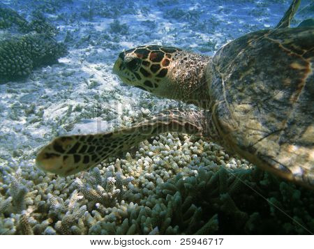Tartaruga di mare sta nuotando sopra una barriera corallina con pesci vari