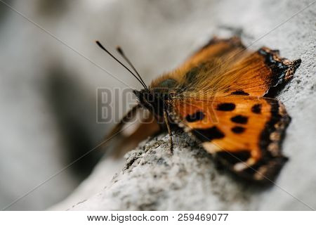 Close-up Shot Of Beautiful Butterfly Sitting On Stone