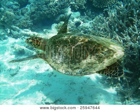 Tartaruga di mare sta nuotando sopra una barriera corallina con pesci vari