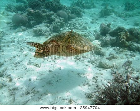 Tartaruga di mare sta nuotando sopra una barriera corallina con pesci vari