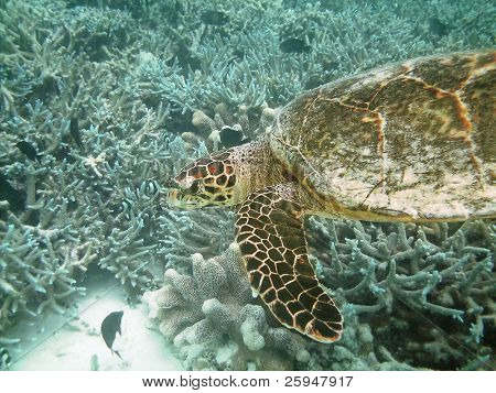 Tartaruga di mare sta nuotando sopra una barriera corallina con pesci vari
