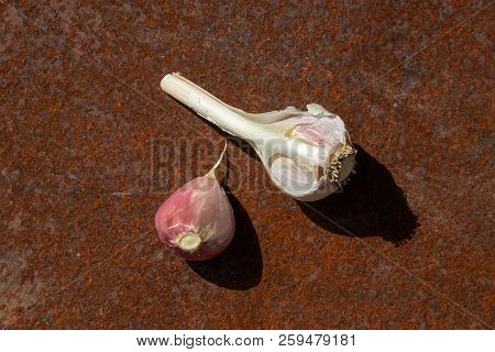 Cltwo Heads With Cloves Of Garlic From New Harvest On Rusty Melallic Surface Background Sunlights