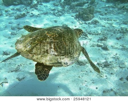 Tartaruga di mare sta nuotando sopra una barriera corallina con pesci vari