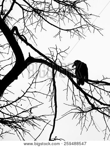 A Black Crow In Silhouette Looking Down From The Branches Of A Bare Winter Tree Against A Dark Sky