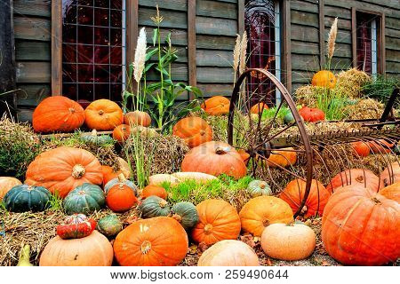 Variety Of Colorful Pumpkins. Autumn Harvest Scene At A Pumpkin Patch.