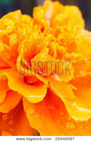 Nahaufnahme von einem orange Ringelblume (Aufrechte Studentenblume). Tröpfchen.
