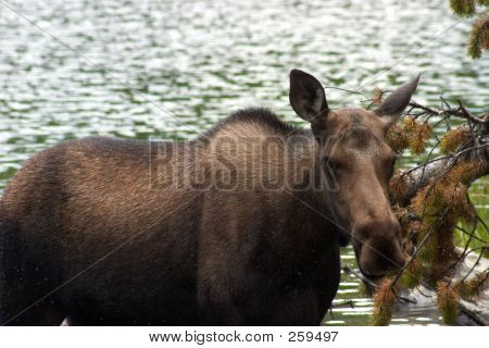 Alces de vaca