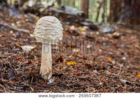Chlorophyllum Olivieri In The Natural Environment.