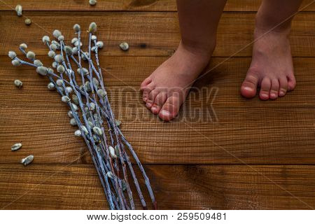 Baby Little Legs On The Wooden Floor And Blooming Willow, Catkins.