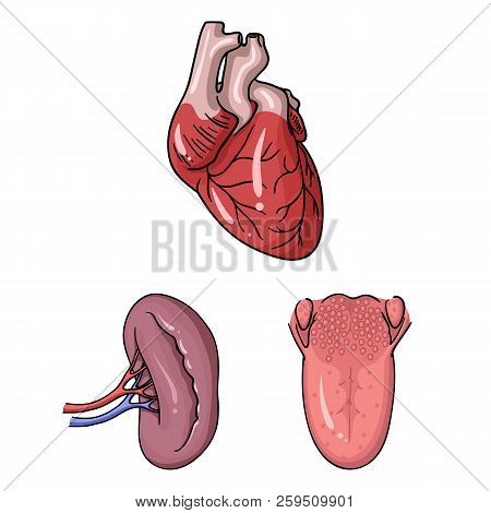 Human Organs Cartoon Icons In Set Collection For Design. Anatomy And Internal Organs Vector Symbol S
