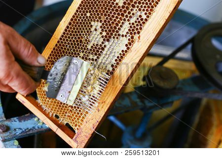 Close-up Beekeeper Is Uncapping Honeycomb With Uncapping Fork. Beekeeping Concept. Authentic Lifesty