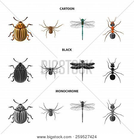 Vector Illustration Of Insect And Fly Symbol. Collection Of Insect And Element Stock Symbol For Web.
