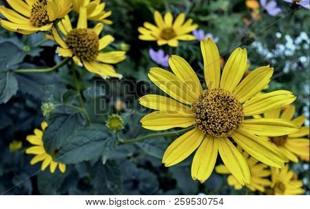 Yellow Flowers Heliopsis Sun, A Plant With The Latin Name Heliopsis