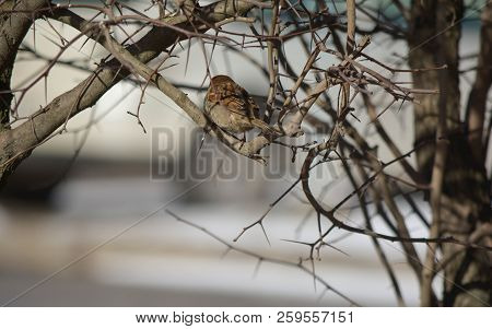 Sparrow Sitting Back On A Branch Of Bush With Thorns