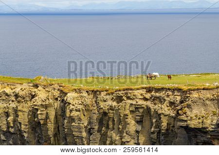 Horses In A Farm Field Over Cliffs Of Moher