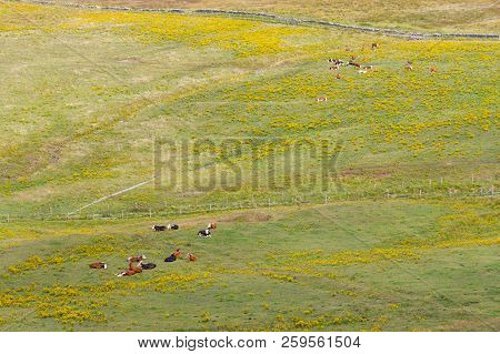 Farm Field With Cows Over Cliffs Of Moher
