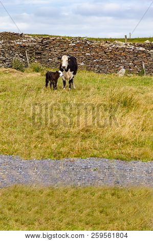 Cow And Calf In A Farm Meadow