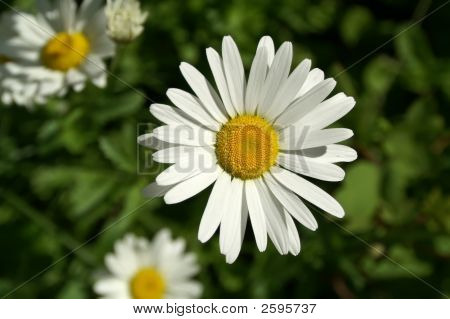 Daisy