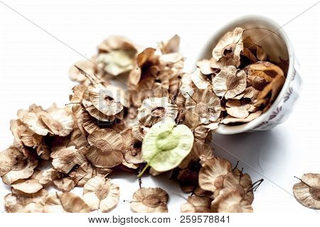 Close Up Of Dried Leaves Of Pipado, Or Pipadi, Or Indian Rosewood Or Pippala Tree Or Sacred Fig Or F