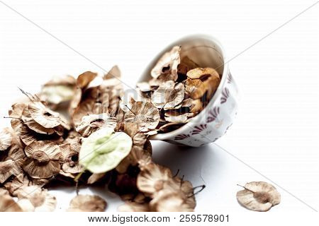 Close Up Of Dried Leaves Of Pipado, Or Pipadi, Or Indian Rosewood Or Pippala Tree Or Sacred Fig Or F