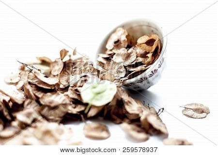 Close Up Of Dried Leaves Of Pipado, Or Pipadi, Or Indian Rosewood Or Pippala Tree Or Sacred Fig Or F