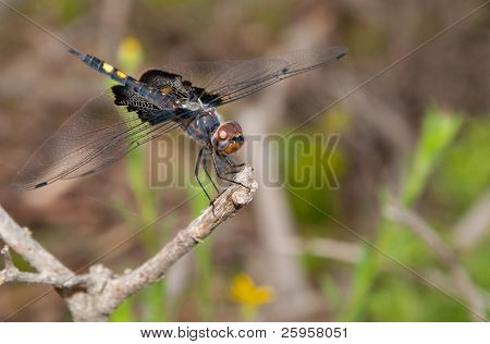 Black zadeltas dragonfly rusten op een takje