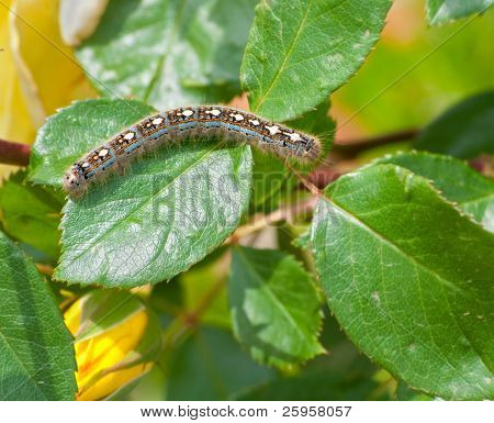 Caterpillar tenda foresta su foglia di rosa