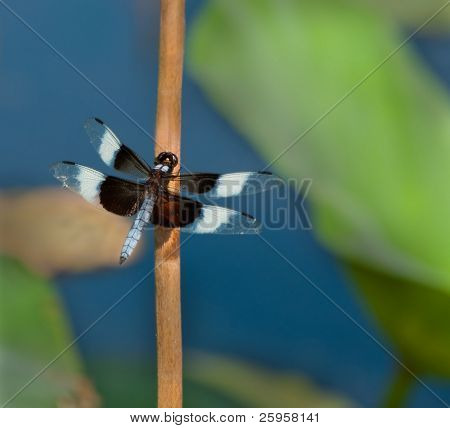 Enke skimmer dragonfly på en lily stilk