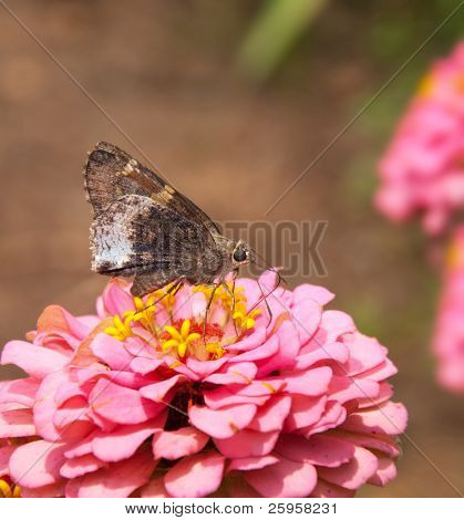 Farfalla Hoary edge su Zinnia rosa doppia
