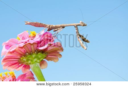 Carolina Mantid aspettando la preda su un fiore Zinnia contro il cielo blu