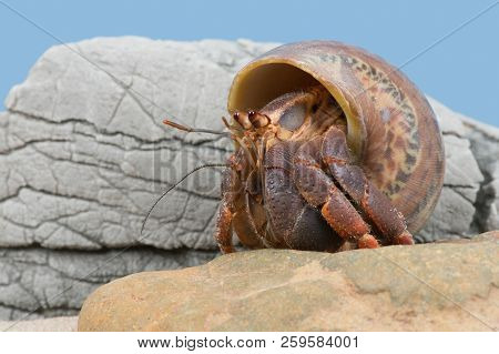 Caribbean Hermit Crab (coenobita Clypeatus) On A Beach