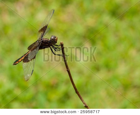 Enke dragonfly oppe på en kvist mod grøn