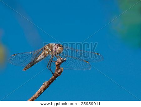 Bir dal masmavi gökyüzü üzerine güzel alacalı Meadowhawk yusufçuk