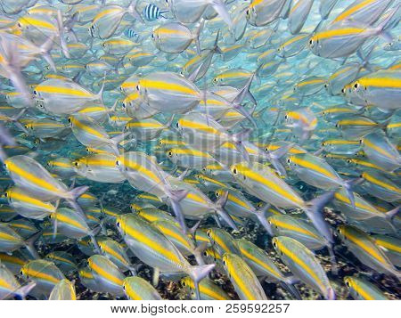 Underwater Photos Group Of Goldband Fusilier Or Pterocaesio Chrysozona Is A Sea Fish Herd With A Bri