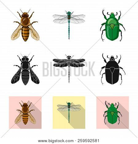 Vector Design Of Insect And Fly Logo. Set Of Insect And Element Stock Vector Illustration.