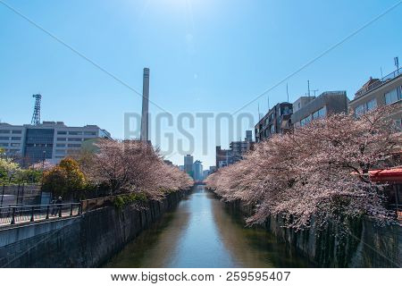 Cherry Blossom Season In Tokyo At Meguro River, Japan