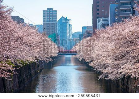 Cherry Blossom Season In Tokyo At Meguro River, Japan