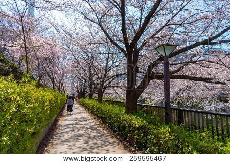 Meguro, Tokyo, Japan - March 25, 2018: Cherry Blossom Season In Tokyo At Meguro River, Japan.