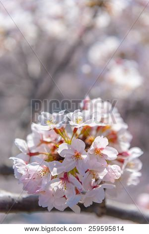 Cherry Blossom Season In Tokyo At Meguro River, Japan