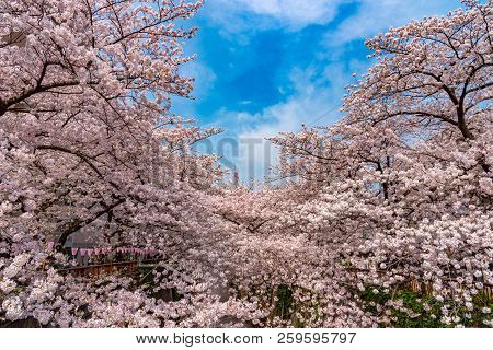 Cherry Blossom Season In Tokyo At Meguro River, Japan