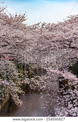 Cherry Blossom Season In Tokyo At Meguro River, Japan