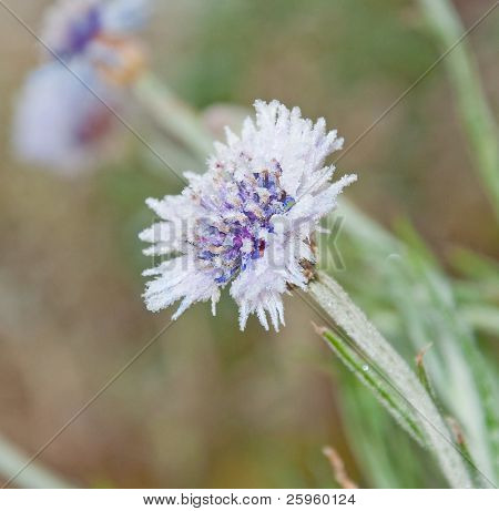 kleinen, feinen lila und blau Bachelor Schaltfläche Blume in Frost an einem kalten Herbst Morgen behandelt