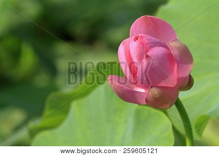Chusonji Lotus At Chuson Temple, Hiraizumi, Iwate, Japan
