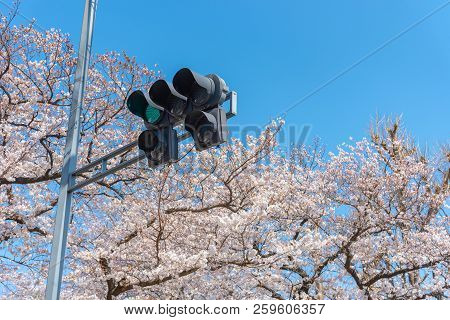 Traffic Light (the Green Light) With Cherry Blossoms, Tokyo, Japan.