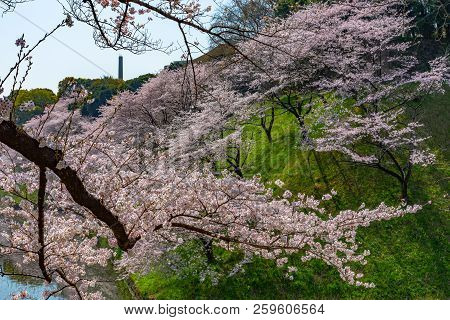 Cherry blossoms around Chidorigafuchi park, Tokyo, Japan.