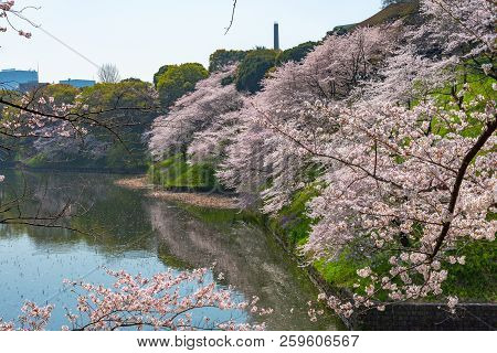 Cherry Blossoms Around Chidorigafuchi Park, Tokyo, Japan.

The Northernmost Part Of Edo Castle Is No