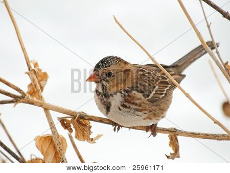 Harris's Sparrow satte sig på en tør stilk i en vinter storm